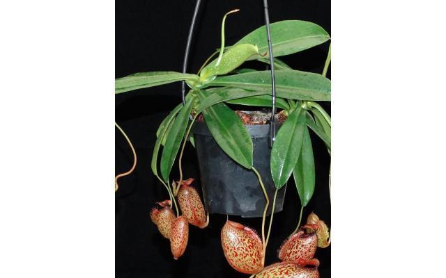 Returning! BE-3877 N. merrilliana x aristolochioides – 10 plants 