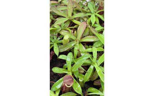 New! N. lavicola - assorted clones: BE-4637 - 10 Small - Lot: B8441